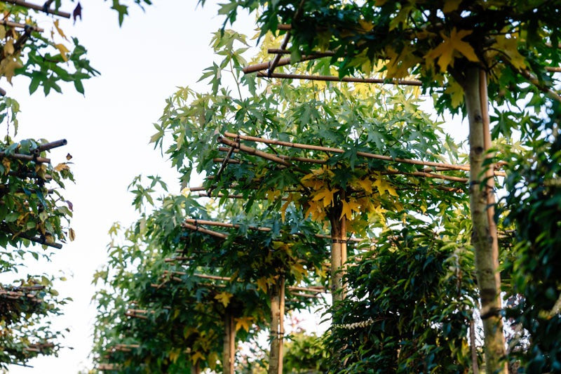 Dachspalierbaum