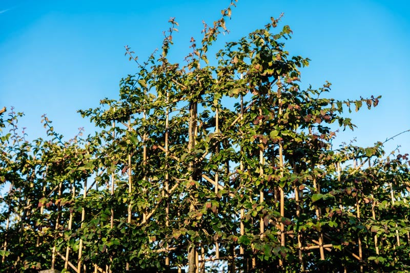 Eisenholzbaum Spalier