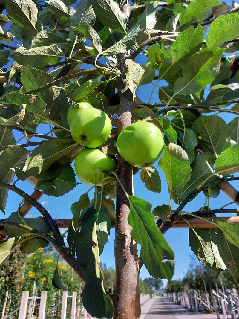 Hochstamm Spalierobstbäume
