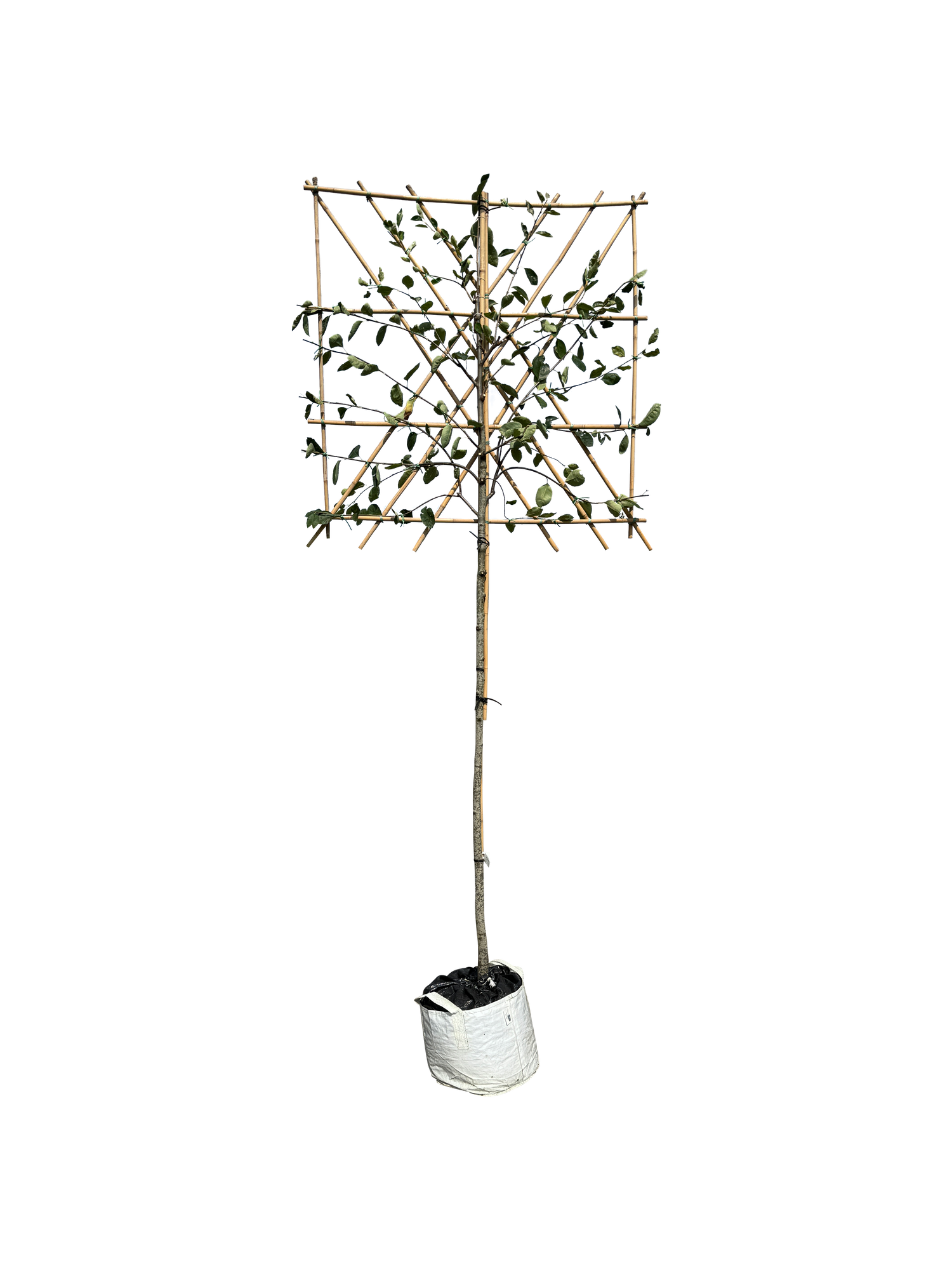 Kupfer-Felsenbirne als Spalierbaum