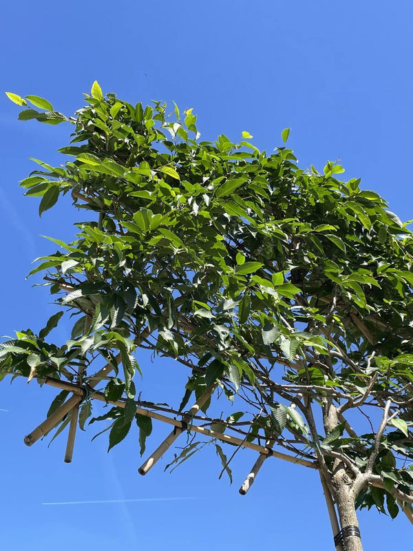 Japanische Hainbuche als Spalierbaum