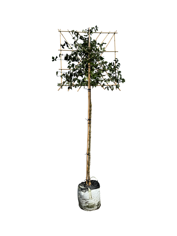 Kornelkirsche als Spalierbaum