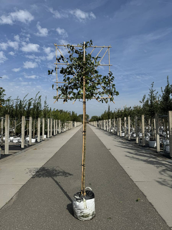 Kornelkirsche als Spalierbaum