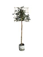 Kornelkirsche als Spalierbaum