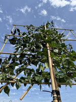 Kornelkirsche als Spalierbaum