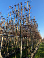 Rotbuche als Spalierbaum