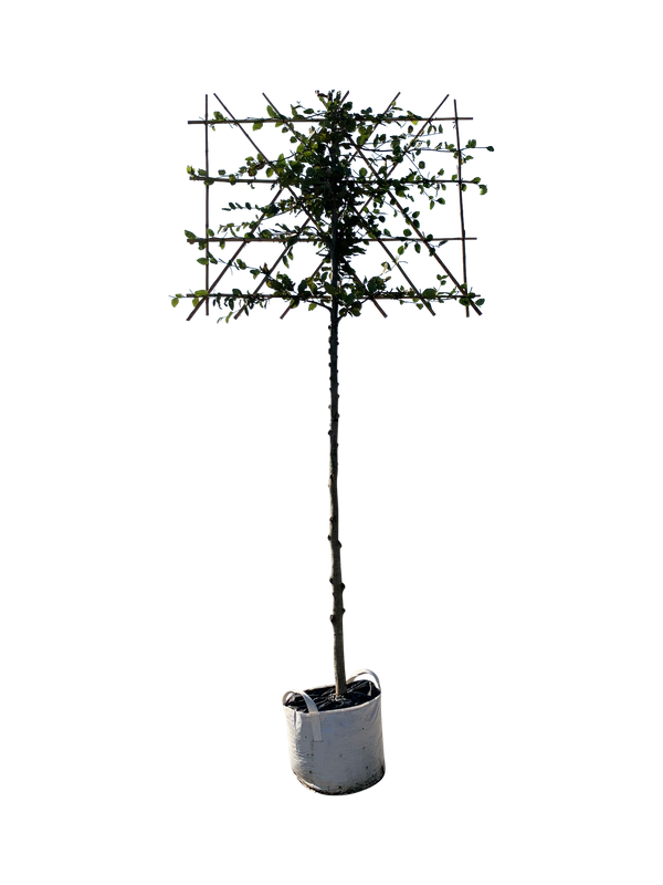 Rotbuche als Spalierbaum