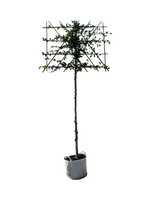 Rotbuche als Spalierbaum
