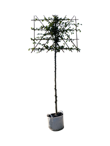 Rotbuche als Spalierbaum