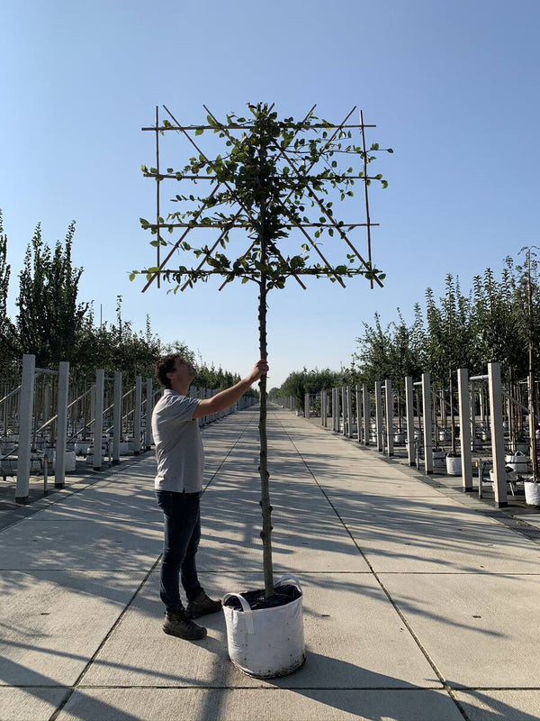 Rotbuche als Spalierbaum