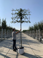 Rotbuche als Spalierbaum