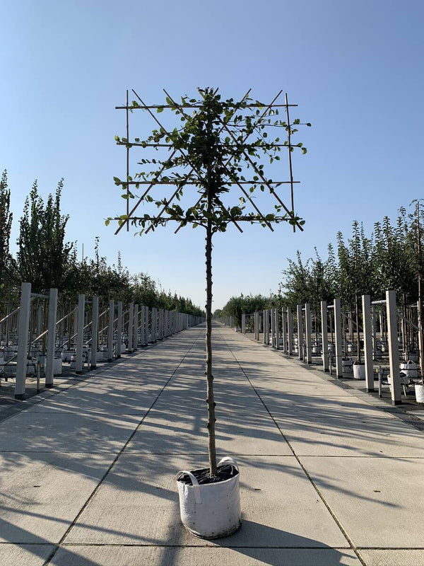 Rotbuche als Spalierbaum