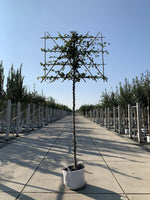 Rotbuche als Spalierbaum