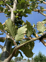 Rotbuche als Spalierbaum