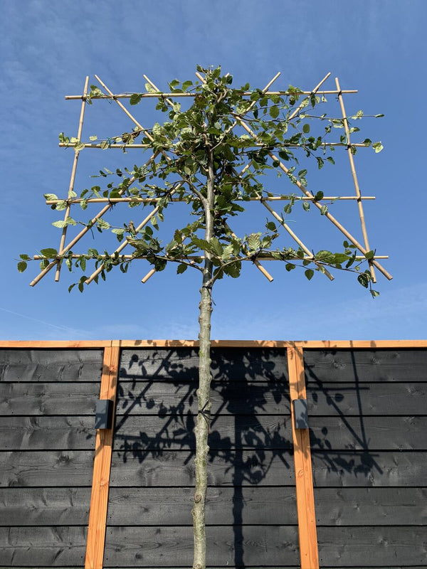 Rotbuche als Spalierbaum