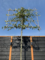 Rotbuche als Spalierbaum