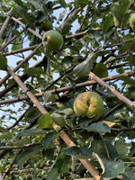 Apfel-Spalierbaum 'Bramley's Seedling'