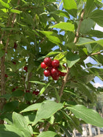 Kornelkirsche als Spalierbaum