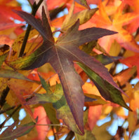 Amber-Spalierbaum
