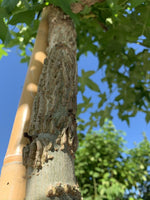 Amber-Spalierbaum