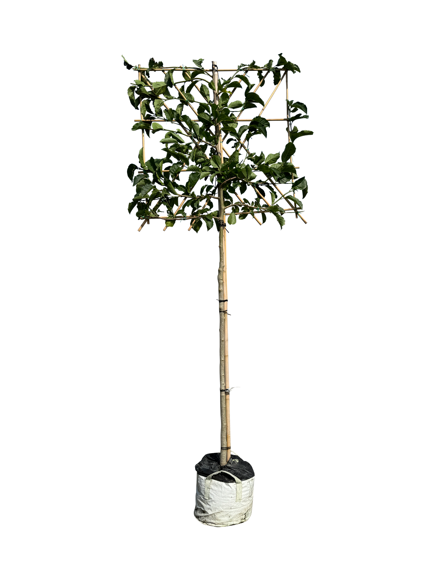 Kobushi-Magnolie als Spalierbaum