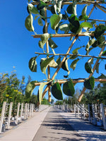 Apfel-Spalierbaum 'Bramley's Seedling'