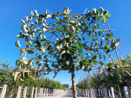 Apfel-Spalierbaum 'Bramley's Seedling'