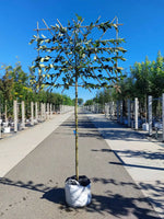Apfel-Spalierbaum 'James Grieve'