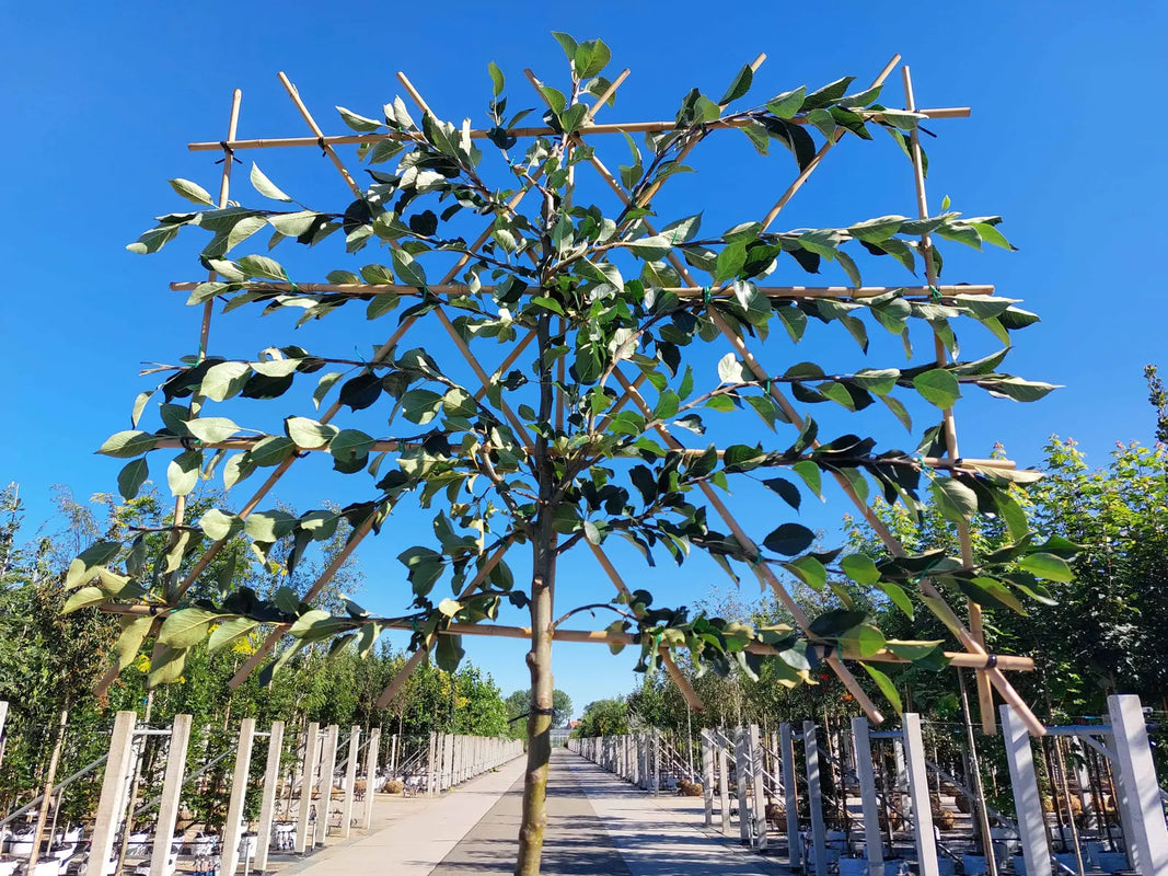 Apfel-Spalierbaum 'James Grieve'