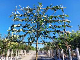 Apfel-Spalierbaum 'James Grieve'
