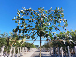Apfel-Spalierbaum 'Rode Boskoop'