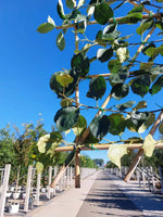 Apfel-Spalierbaum 'Rode Boskoop'