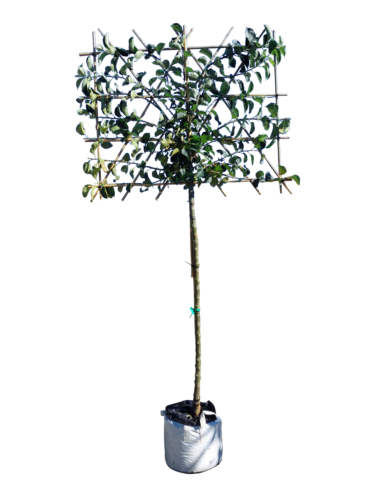 Apfel-Spalierbaum 'Bramley's Seedling'