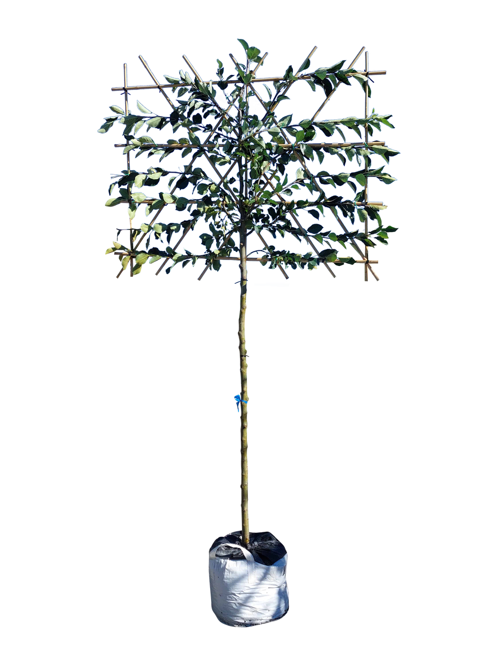 Spalierbäume als Sichtschutz Online kaufen! Spalierbaum Spezialist