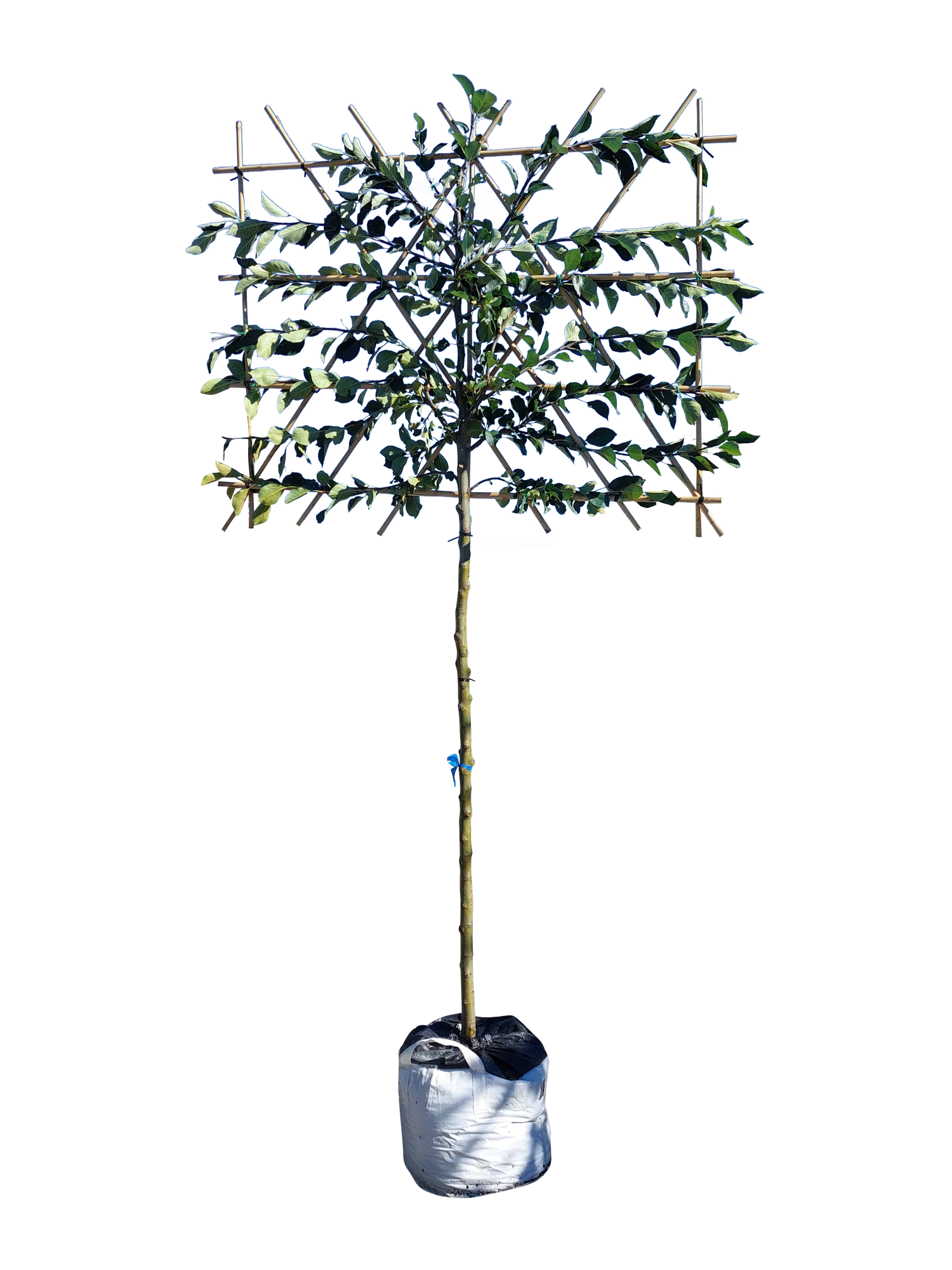 Apfel-Spalierbaum 'James Grieve'