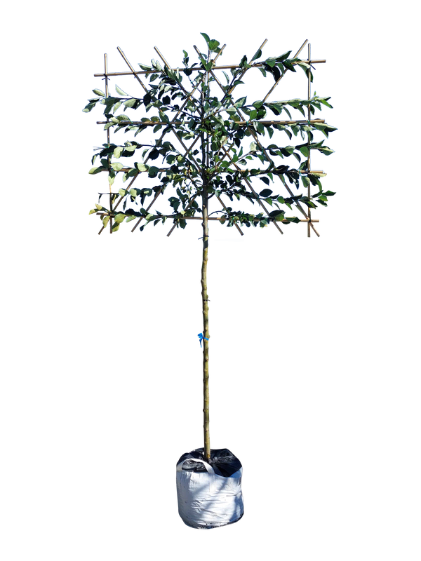 Apfel-Spalierbaum 'James Grieve'