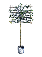 Apfel-Spalierbaum 'James Grieve'