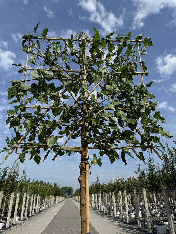 Weiße Maulbeere 'Fruitless' als Spalierbaum