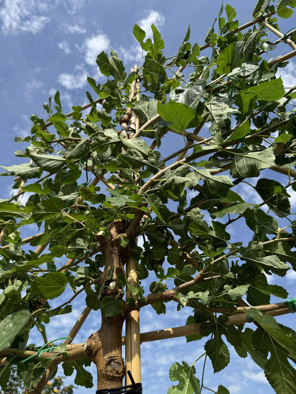 Weiße Maulbeere 'Fruitless' als Spalierbaum