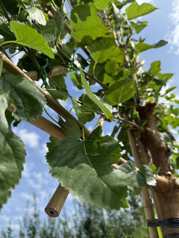 Weiße Maulbeere 'Fruitless' als Spalierbaum