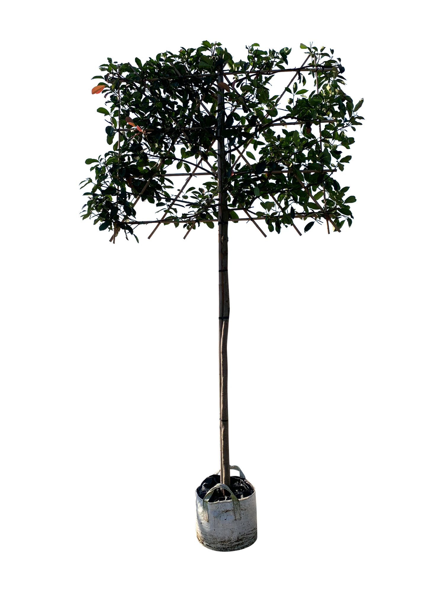 Glanzmispel als Spalierbaum