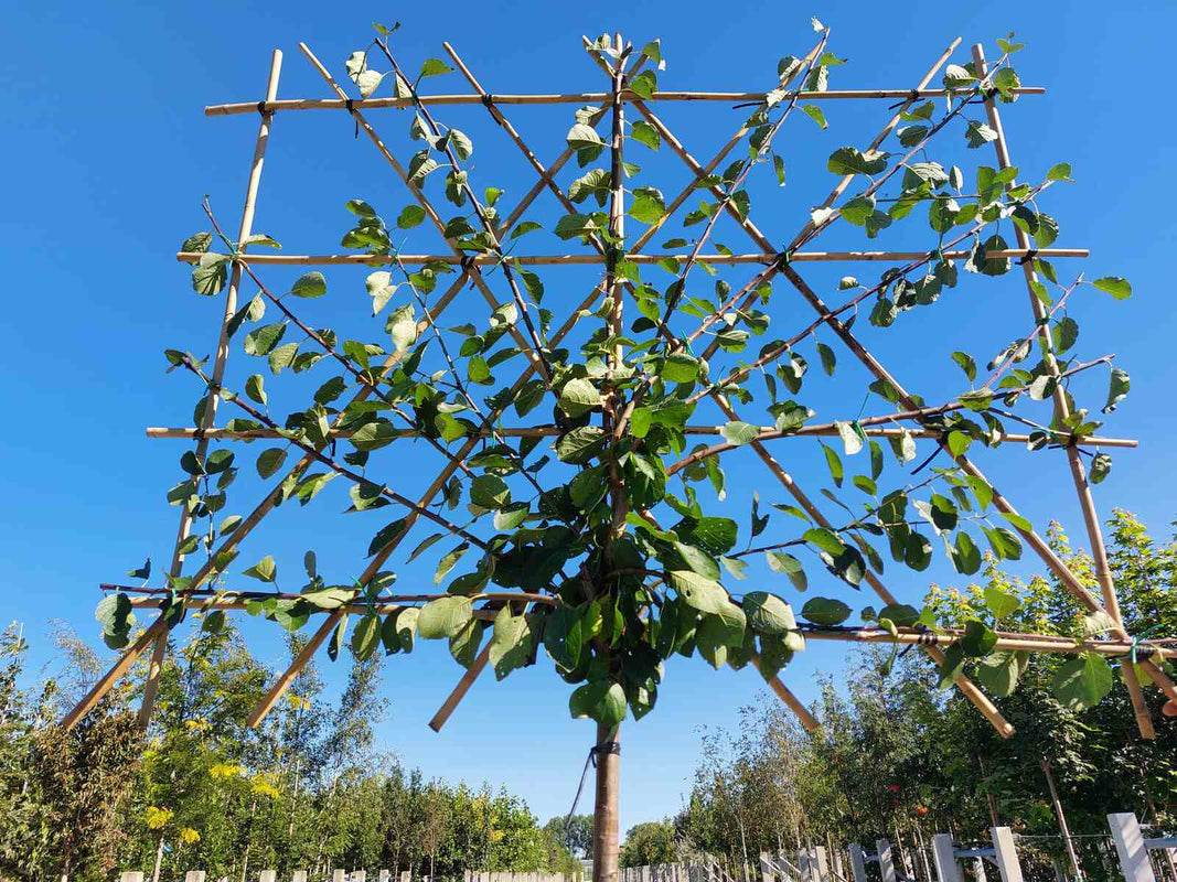 Spalier-Pflaume 'Opal'