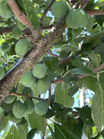 Spalier-Pflaume 'Opal'