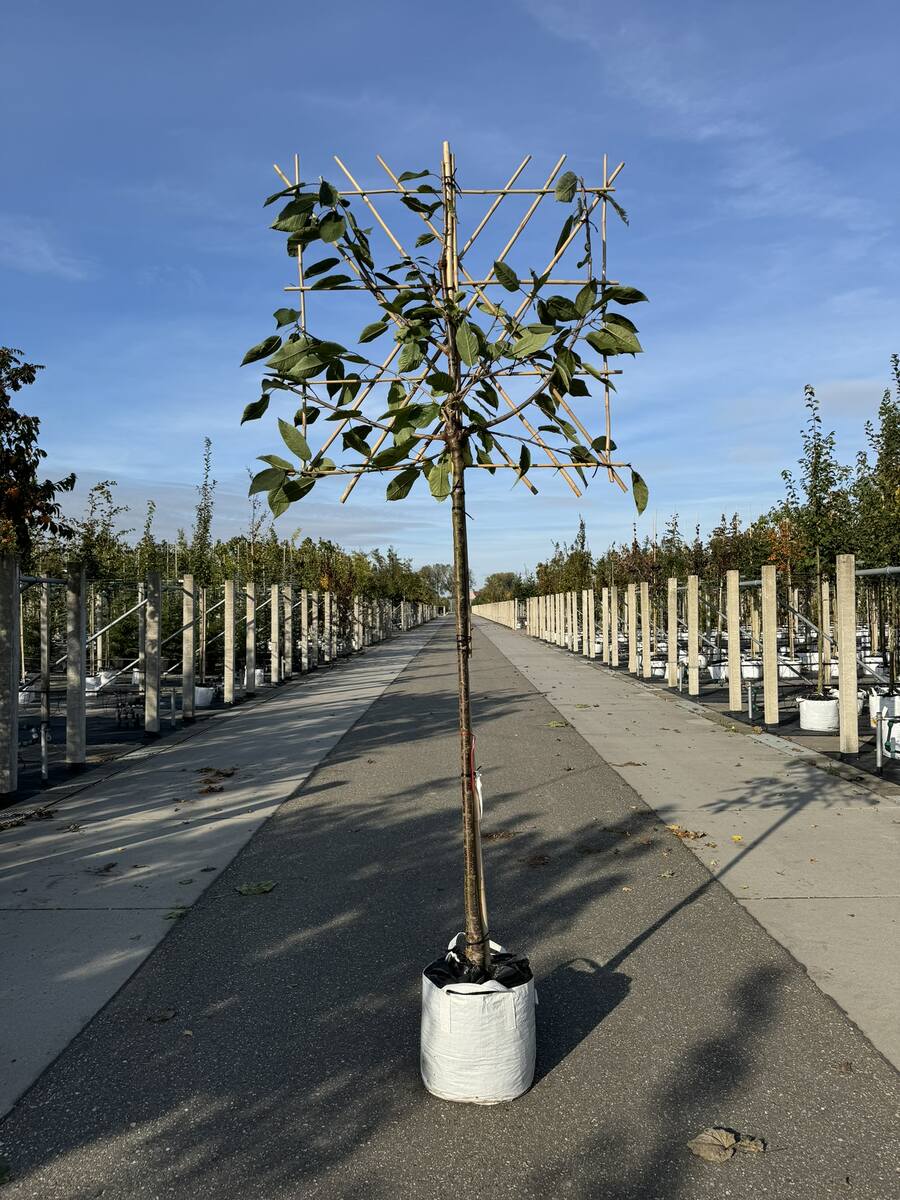 Kirsch-Spalierbaum 'Kordia'