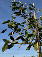 Kirsch-Spalierbaum 'Kordia'