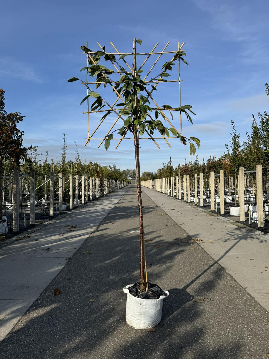 Kirsch-Spalierbaum 'Varikse Zwarte'