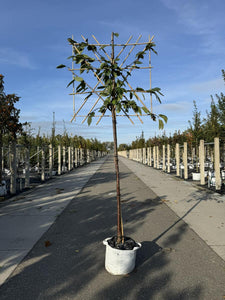 Kirsch-Spalierbaum 'Varikse Zwarte'