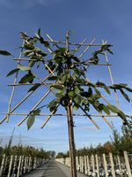 Kirsch-Spalierbaum 'Varikse Zwarte'