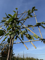 Kirsch-Spalierbaum 'Varikse Zwarte'
