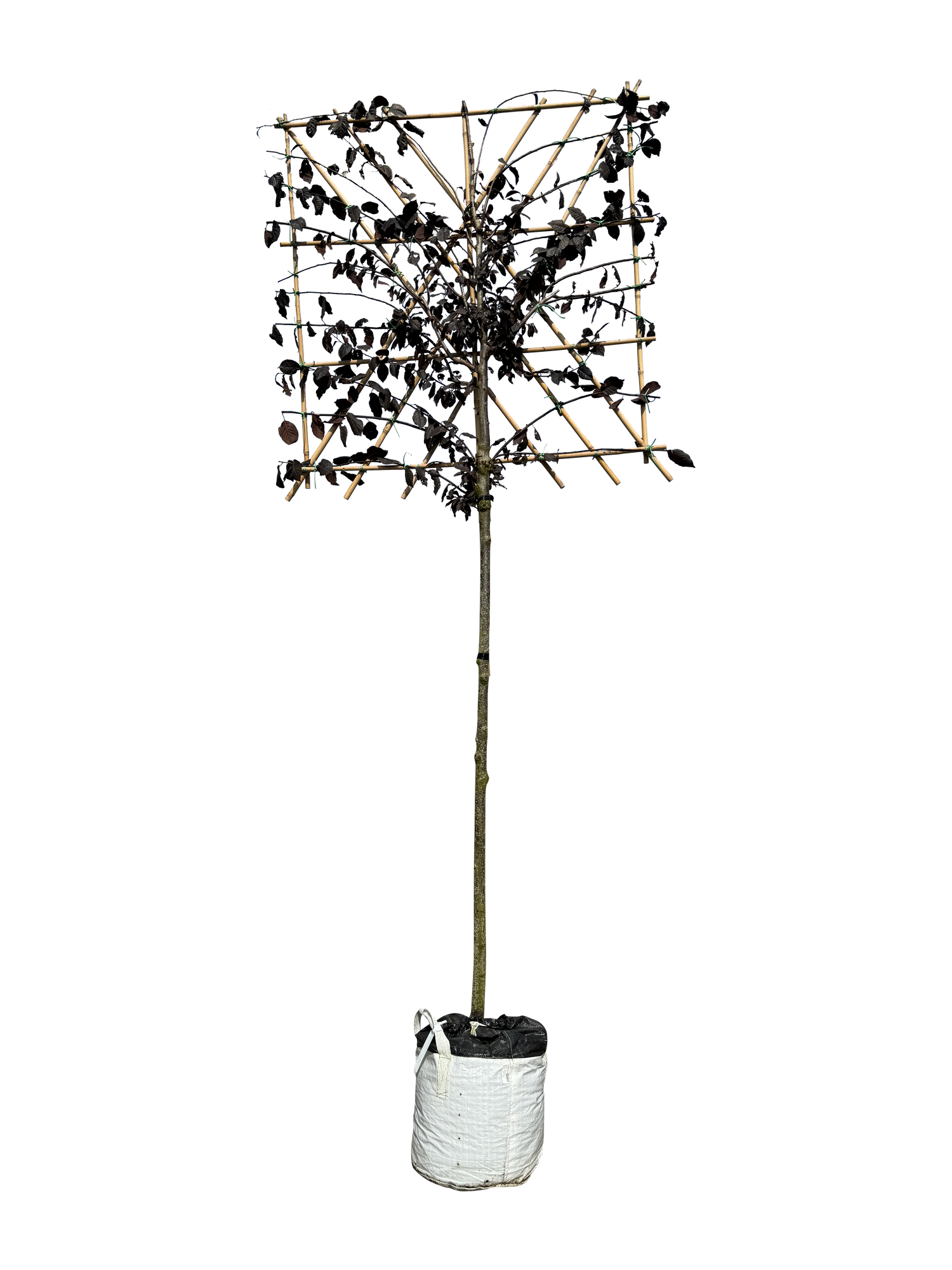 Blutpflaume 'Nigra' als Spalierbaum